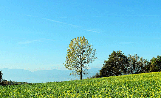 好聽(tīng)的丁姓男孩名字大全