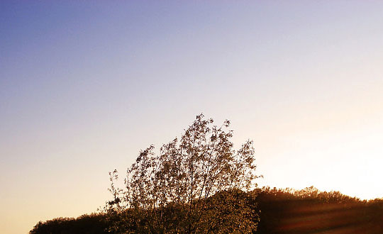 唐詩(shī)宋詞中的女孩靈動(dòng)名字：起名思路參考