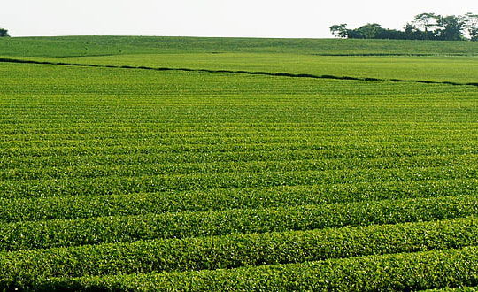 新穎響亮的寶寶名字,寶寶免費(fèi)起名大全