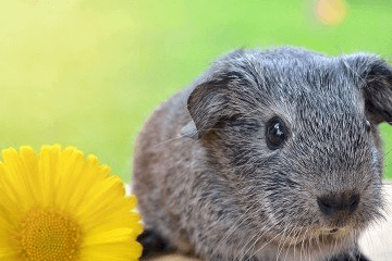 龍年寶寶起名，五行屬木的用字，缺木的名字