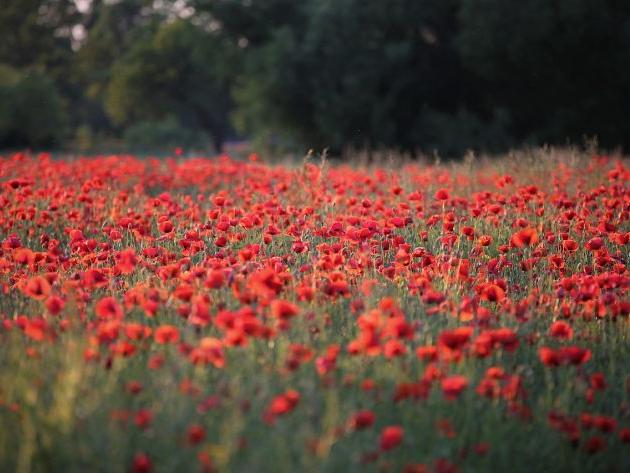 2024甲辰年屬龍姓阮女孩應(yīng)該如何起名呢？