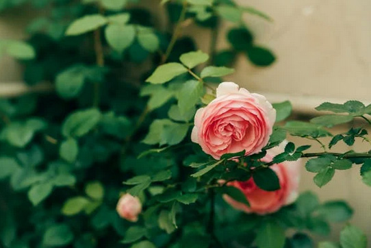 網(wǎng)名大全丨用中藥雅稱取網(wǎng)名，好聽到醉了!