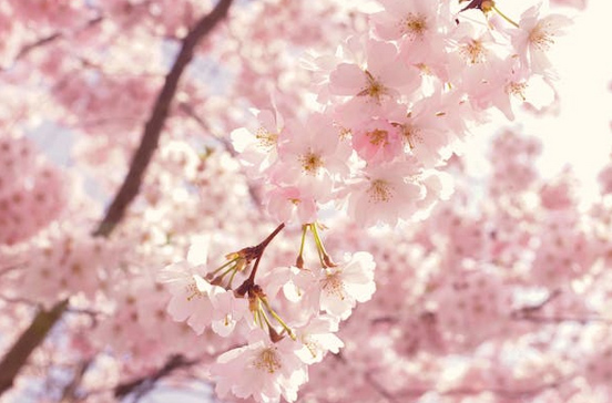 2025平安喜樂(lè)的微信名字分享，快挑一個(gè)喜歡的換上吧