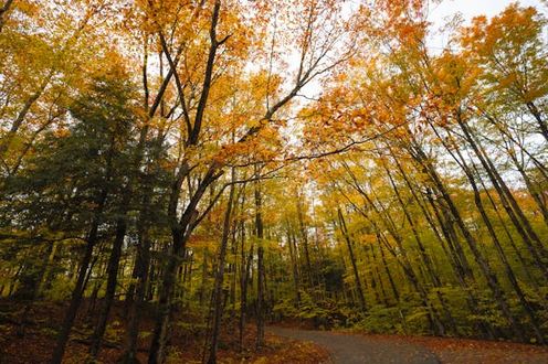 抖音名簡(jiǎn)單大方好記的，讓人記憶深刻的昵稱(chēng)