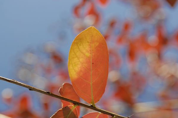 情侶網(wǎng)名 | 情侶昵稱ID