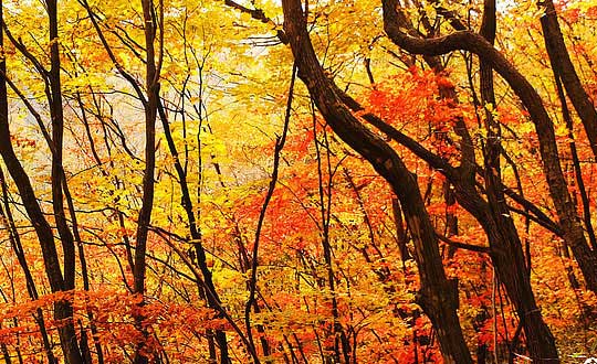 A開頭的女孩英文名字