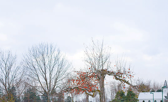 康熙字典17畫(huà)的字